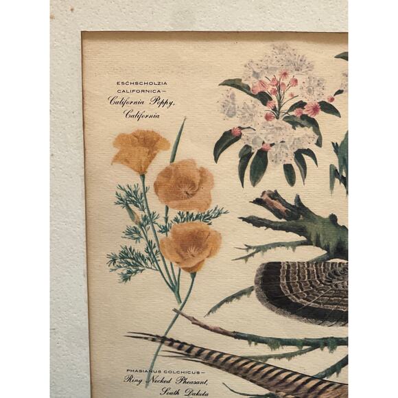 Vtg Pheasant Lithograph Print Arthur Singer Flora Fauna 14x16 Framed Botanical - Picture 7 of 9